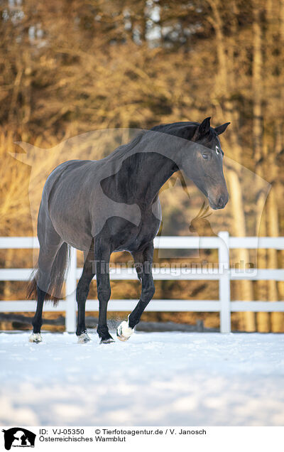 sterreichisches Warmblut / VJ-05350