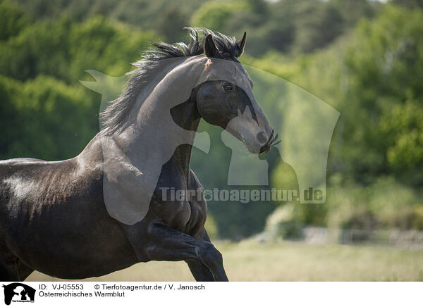 sterreichisches Warmblut / Austrian Warmblood / VJ-05553