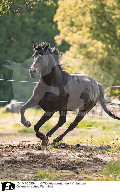 sterreichisches Warmblut / Austrian Warmblood / VJ-05554