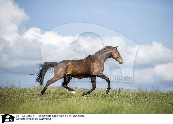 sterreichisches Warmblut / Austrian Warmblood / VJ-05587