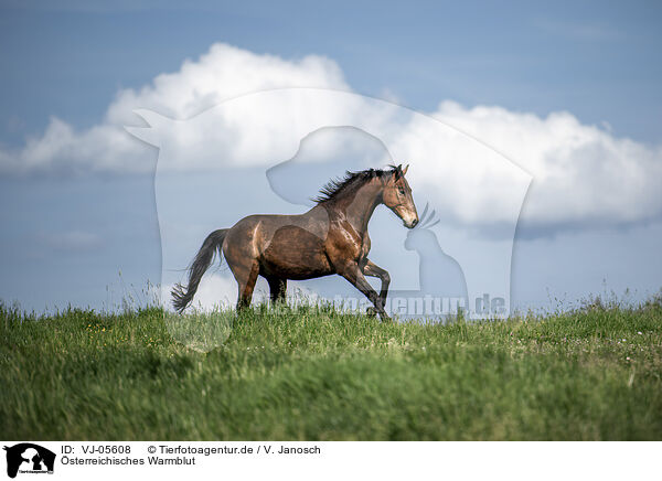 sterreichisches Warmblut / Austrian Warmblood / VJ-05608