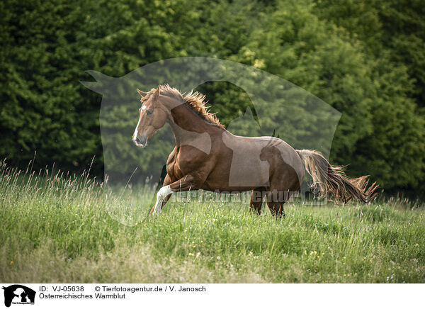 sterreichisches Warmblut / Austrian Warmblood / VJ-05638