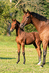 sterreichisches Warmblut Mutter mit Fohlen