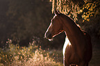 sterreichisches Warmblut Portrait