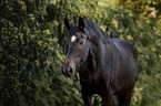 sterreichisches Warmblut Portrait