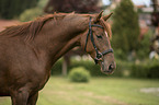 �sterreichisches Warmblut Portrait