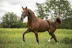 �sterreichisches Warmblut