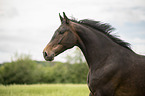 sterreichisches Warmblut Portrait