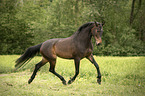 sterreichisches Warmblut