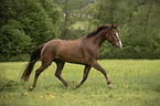 sterreichisches Warmblut