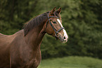 sterreichisches Warmblut Portrait