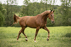 sterreichisches Warmblut