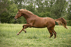sterreichisches Warmblut