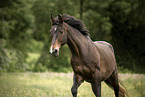 sterreichisches Warmblut Portrait