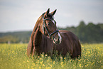 sterreichisches Warmblut Portrait