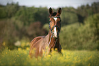 sterreichisches Warmblut Portrait