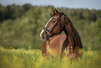 sterreichisches Warmblut Portrait