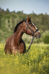 sterreichisches Warmblut Portrait