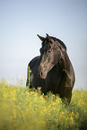 sterreichisches Warmblut Portrait