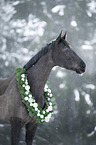 sterreichisches Warmblut Portrait