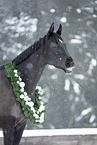 sterreichisches Warmblut Portrait