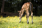 �sterreichisches Warmblut Fohlen