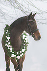 sterreichisches Warmblut Portrait