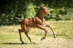 sterreichisches Warmblut Fohlen