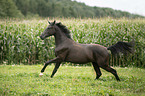 galoppierendes sterreichisches Warmblut