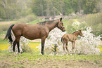 sterreichische Warmblter