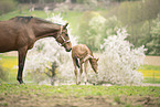 sterreichische Warmblter