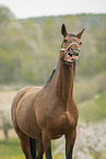 sterreichisches Warmblut Portrait