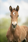 sterreichisches Warmblut Fohlen