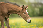 sterreichisches Warmblut Fohlen