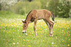 sterreichisches Warmblut Fohlen