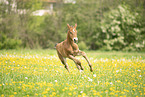 sterreichisches Warmblut Fohlen