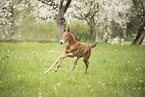 sterreichisches Warmblut Fohlen