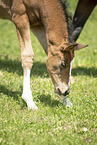 sterreichisches Warmblut Fohlen