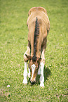 sterreichisches Warmblut Fohlen