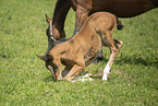 sterreichisches Warmblut Fohlen