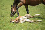 sterreichisches Warmblut Fohlen