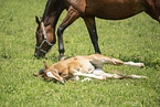 sterreichisches Warmblut Fohlen