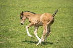 sterreichisches Warmblut Fohlen