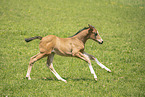 sterreichisches Warmblut Fohlen