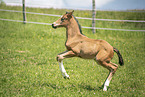 sterreichisches Warmblut Fohlen