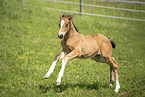 sterreichisches Warmblut Fohlen