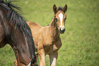 sterreichisches Warmblut Fohlen