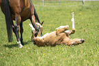 sterreichisches Warmblut Fohlen