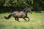 sterreichisches Warmblut auf der Koppel