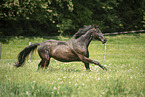 sterreichisches Warmblut auf der Koppel